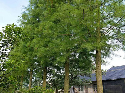 南縣綠行者苗木種植 專業(yè)樹木種植經(jīng)營(yíng)之路