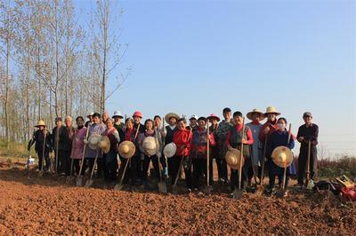 烔煬鎮(zhèn)鳳凰村 栽下核桃樹，收獲致富果
