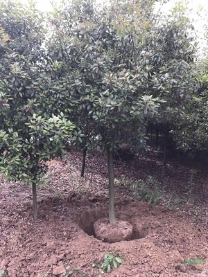 櫻花樹木種植經(jīng)營(yíng) 從選種到市場(chǎng)推廣的全方位指南