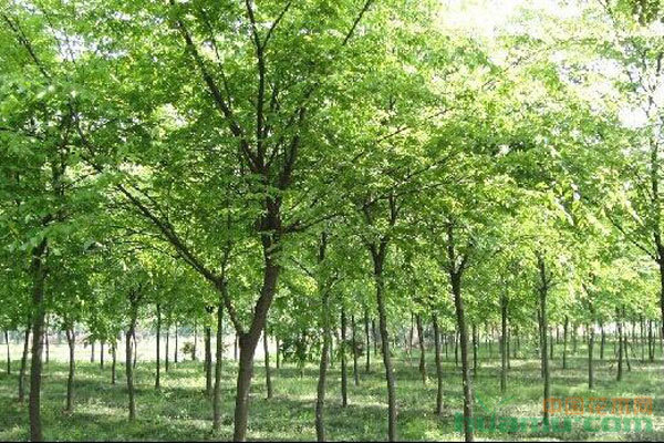 苗木種植避坑指南 拒絕跟風，差異化才是王道