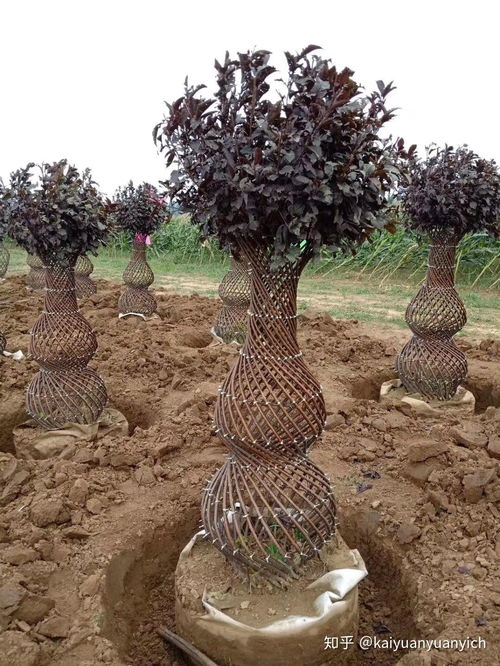 新款紫葉稠李、五角楓與小葉女貞編織造型苗木的種植指南