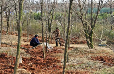 高成活率的秋冬苗木移栽技術，值得收藏！