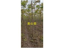 九江市林木種苗中心 打造綠色生態，引領優質樹木種植新篇章