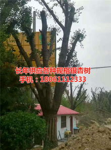 遠森銀杏苗木種植專業合作社 深耕銀杏產業，從苗木到果實的全鏈條發展