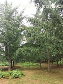 邳州市盛緣銀杏苗木種植專業合作社 熱賣促銷，優質銀杏苗木價格、廠家與供應商全方位解析
