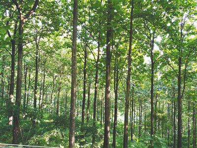 海南林木種質(zhì)亮家底 資源盤點與樹木種植發(fā)展策略