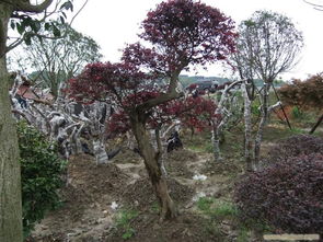 河北省唐山市海成綠化苗木基地 專業(yè)苗木種植與綠化服務(wù)