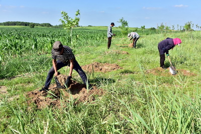 黃河流域高質(zhì)量發(fā)展 中央文件聚焦生態(tài)優(yōu)先，樹木種植成為關(guān)鍵一環(huán)