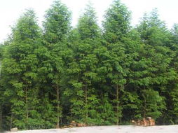 江西省九江縣廬山南林木種苗站 優(yōu)質(zhì)鄉(xiāng)土與景觀樹種全覽